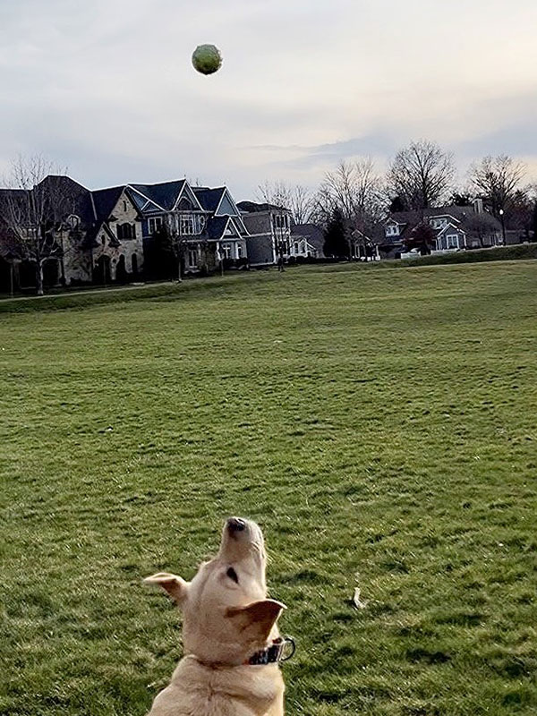 A dog jumps for a ball in a grassy field.