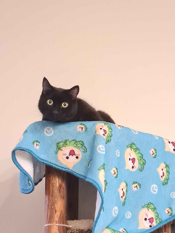 A black cat sits on a colorful blanket atop a perch.